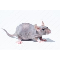 Rata Calva - Ratas Egipcias bicolor 